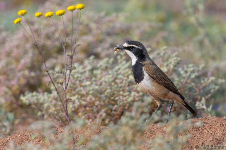 Capped Wheatear_South Africa-6