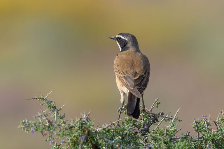 Capped Wheatear_South Africa-8
