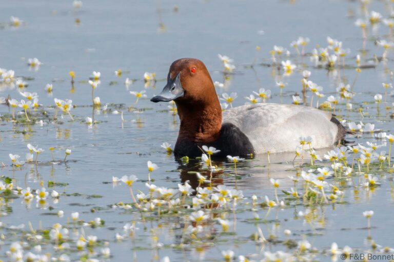 Common Pochard_France-1
