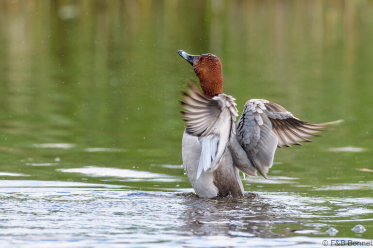 Common Pochard_France-2