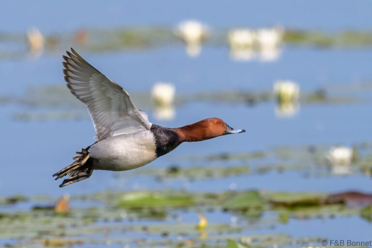 Common Pochard_France-3