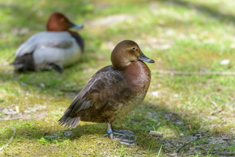 Common Pochard_France-5