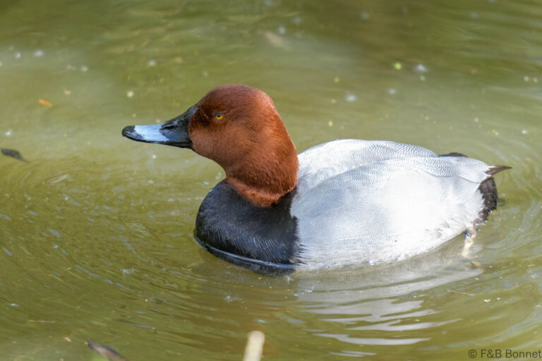 Common Pochard_France-6