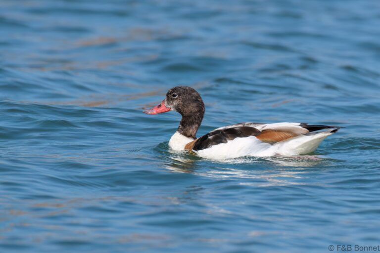 Common Shelduck_France-1