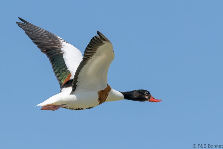 Common Shelduck_France-3