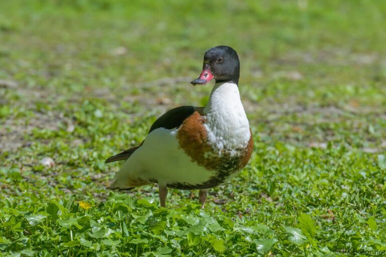 Common Shelduck_France-4
