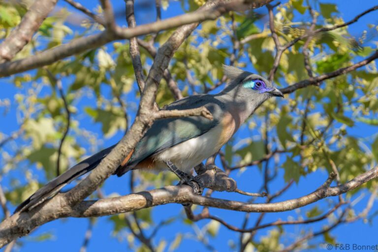 Crested Coua_Madagascar-2