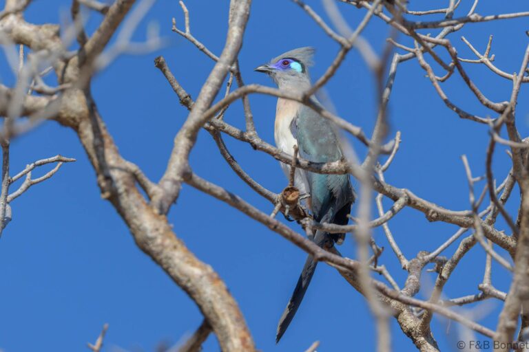Crested Coua_Madagascar-3