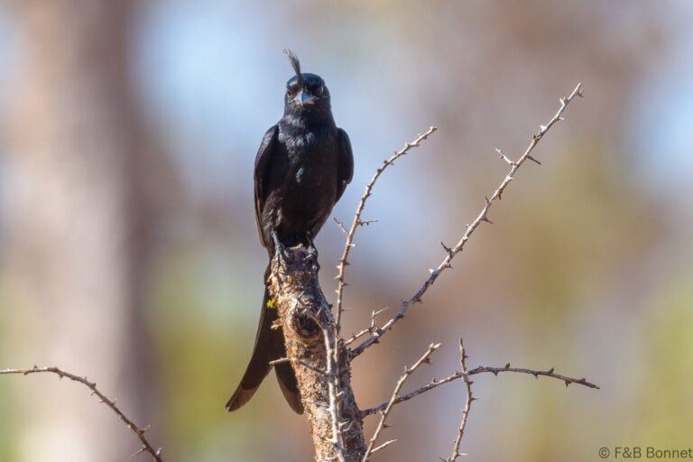Crested Drongo_Madagascar-1