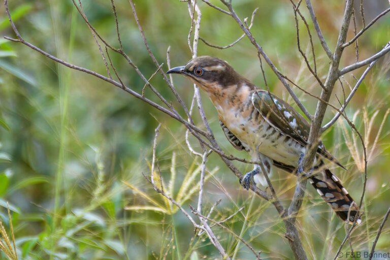 Diederik Cuckoo_South Africa-1