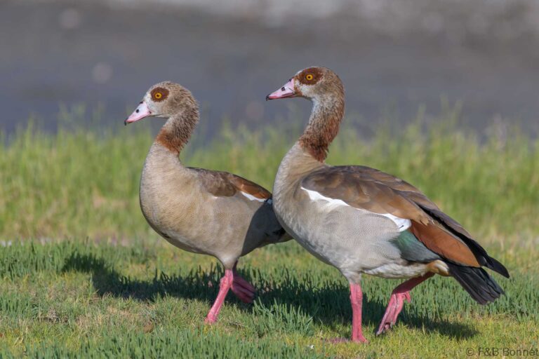 Egyptian Goose_South Africa-1