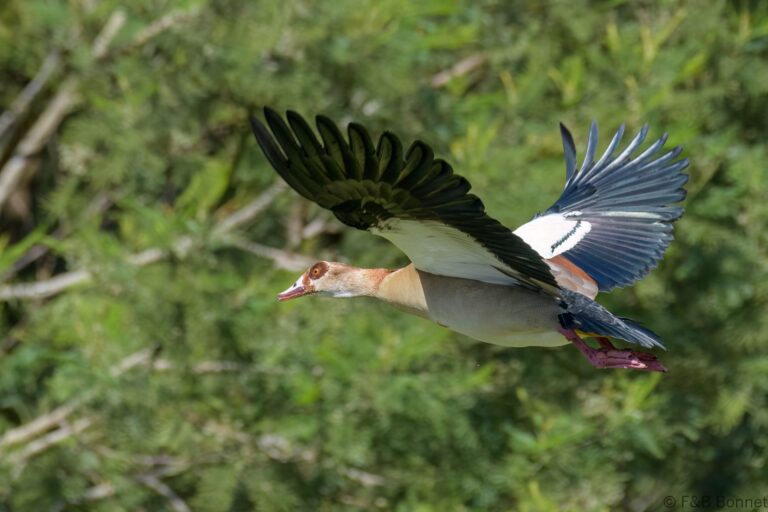 Egyptian Goose_South Africa-2
