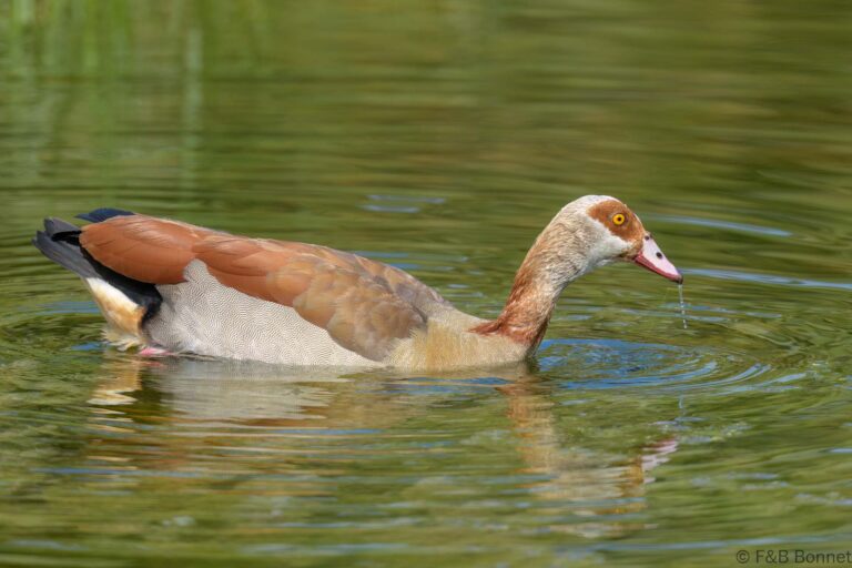 Egyptian Goose_South Africa-3