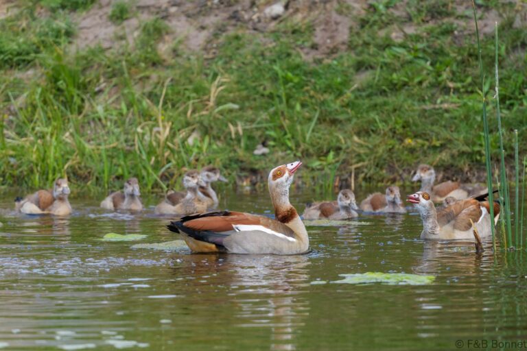 Egyptian Goose_South Africa-5