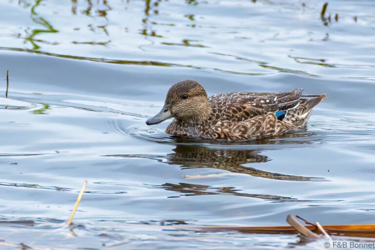 Eurasian Teal_France-1