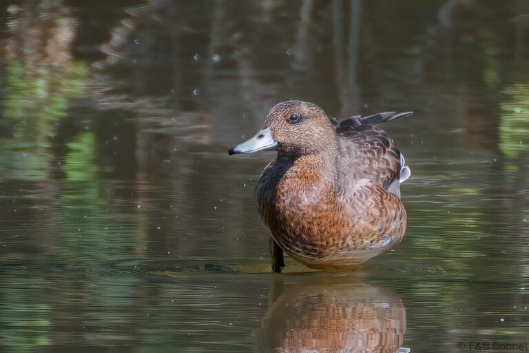 Eurasian Wigeon_France-1