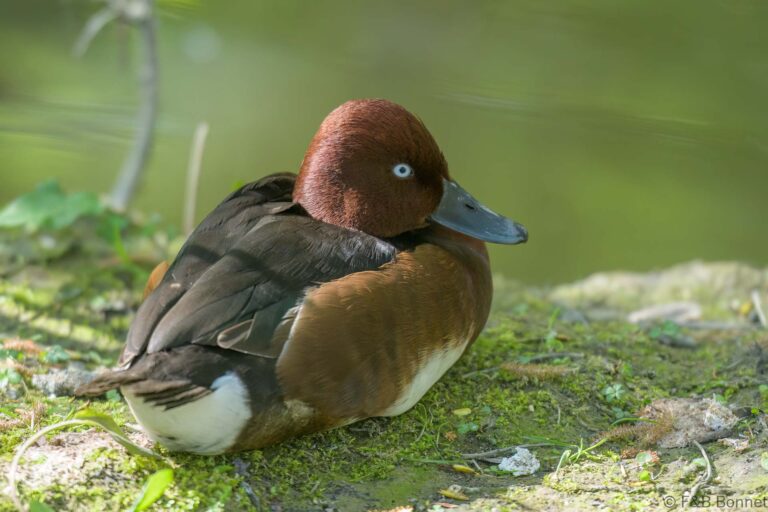 Ferruginous Duck_France-1