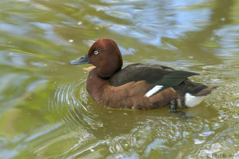 Ferruginous Duck_France-2