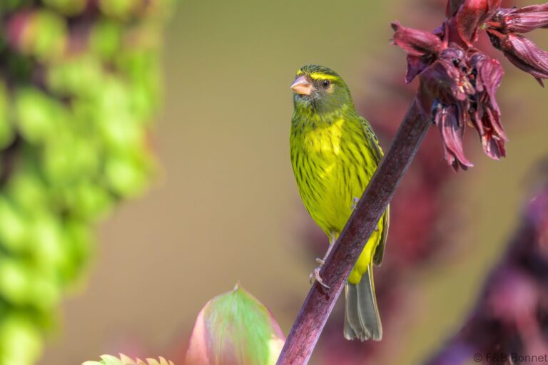Forest Canary_South Africa-3