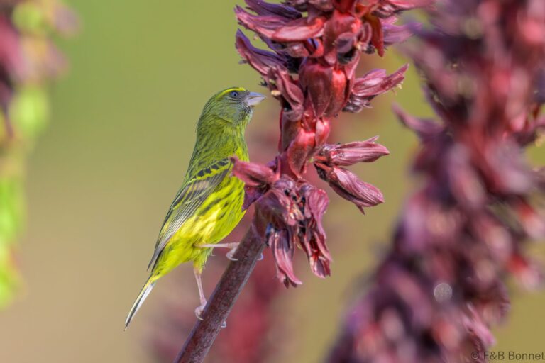 Forest Canary_South Africa-4