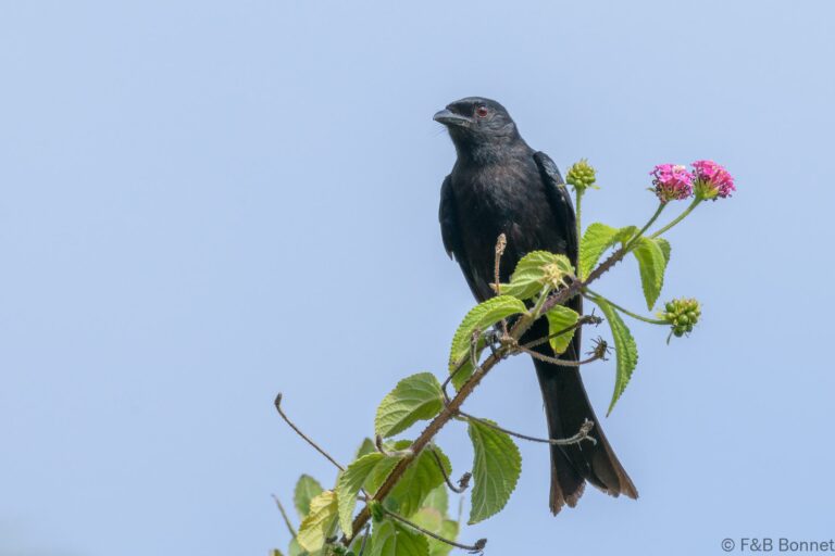 Fork-tailed Drongo_South Africa-1