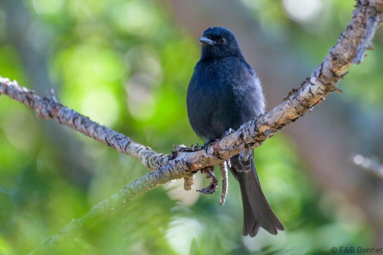 Fork-tailed Drongo_South Africa-2