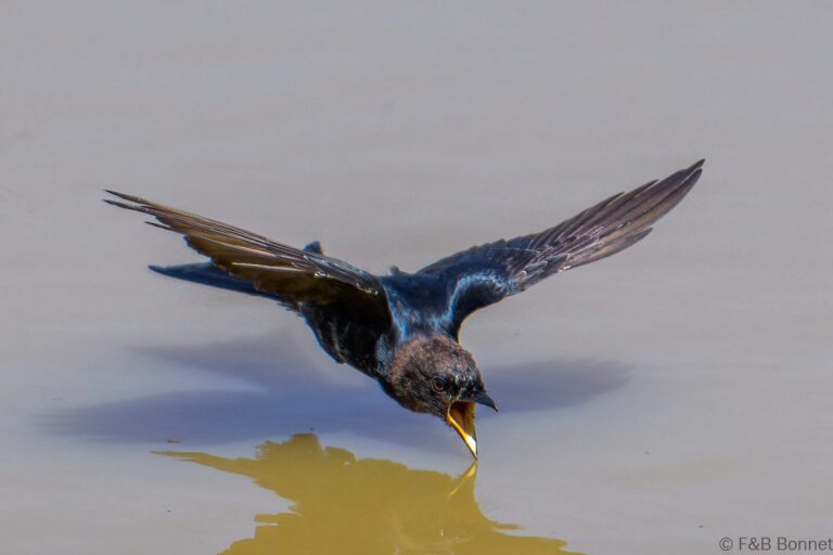 Fork-tailed Drongo_South Africa-3