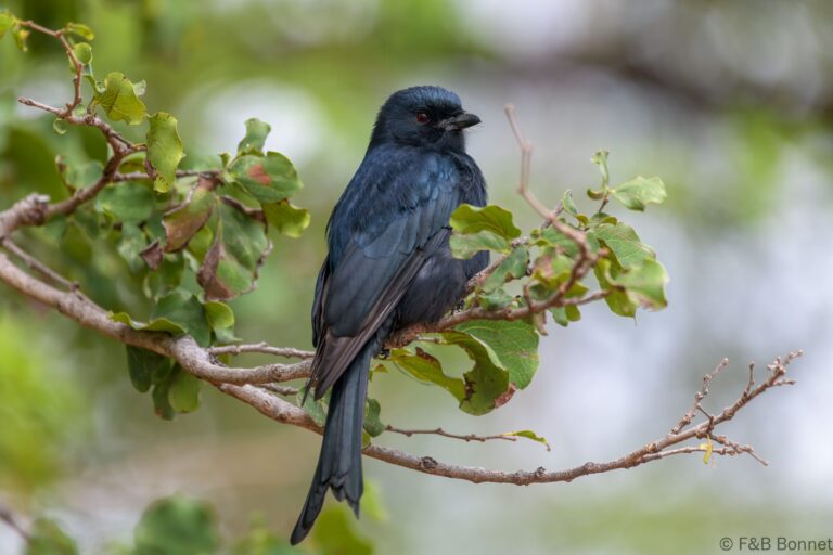 Fork-tailed Drongo_South Africa-4