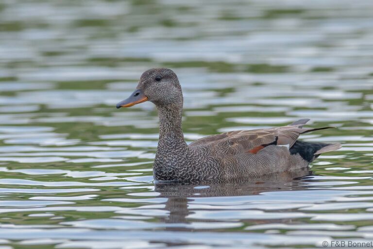 Gadwall_France-1