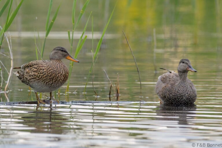 Gadwall_France-2