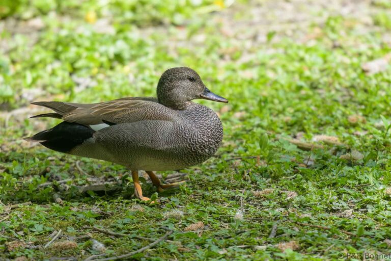 Gadwall_France-3