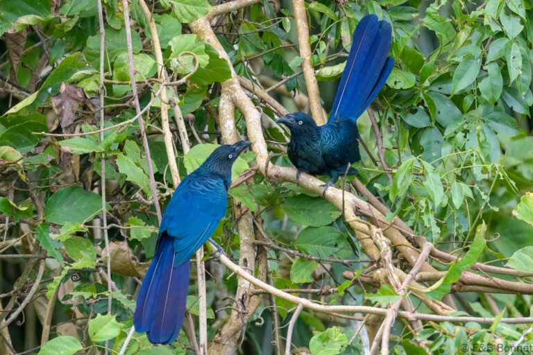 Greater Ani_Ecuador-1