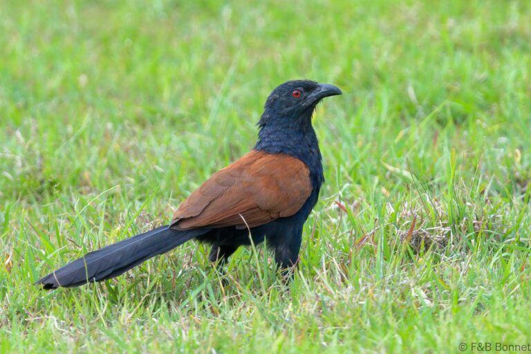 Greater Coucal_Thailand-1