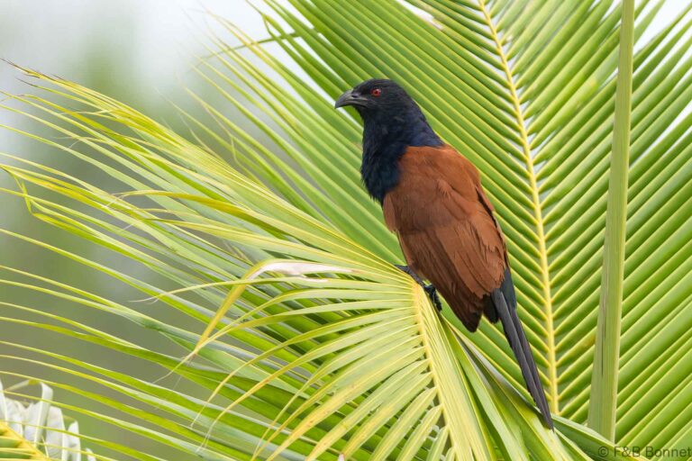 Greater Coucal_Thailand-2