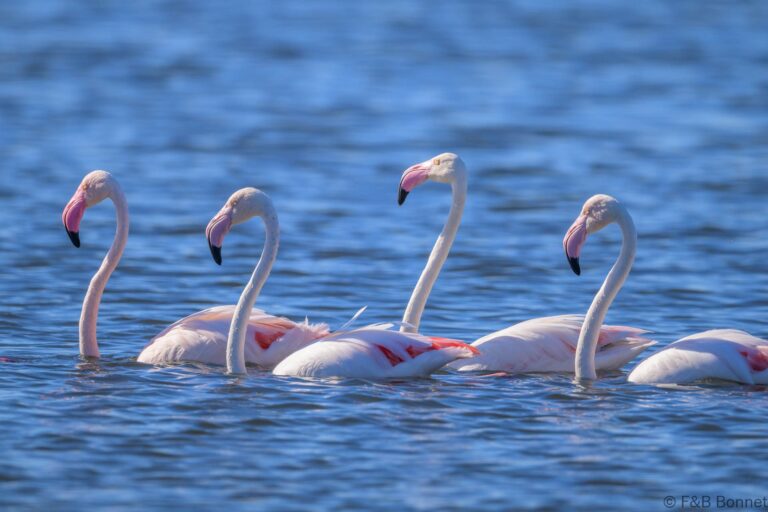 Greater Flamingo_South Africa-1