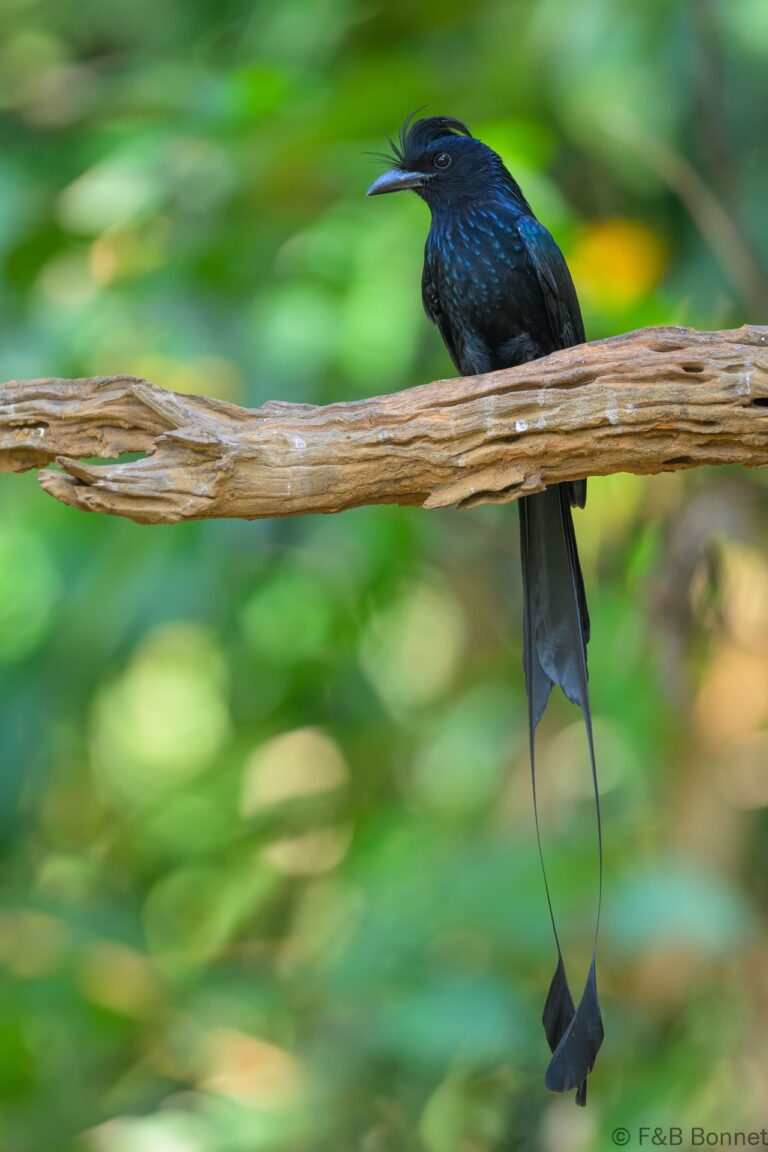 Greater Racquet-tailed Drongo_China-1