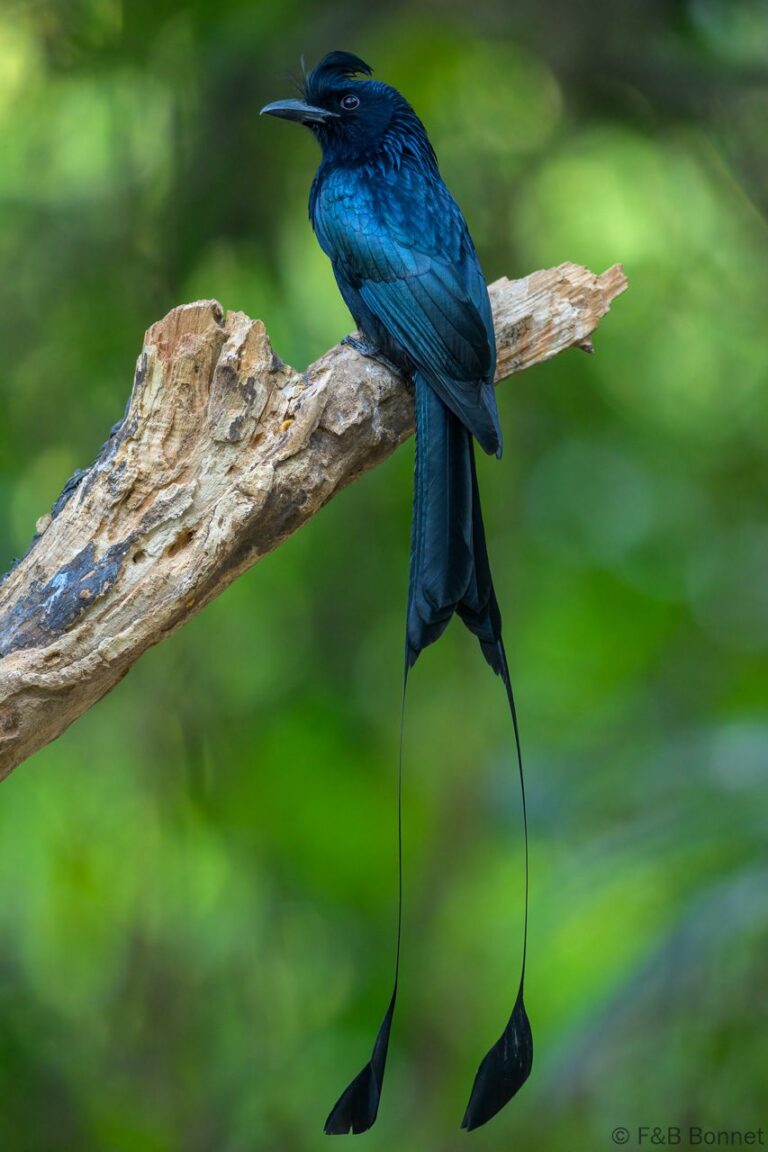 Greater racquet tailed drongo china 4