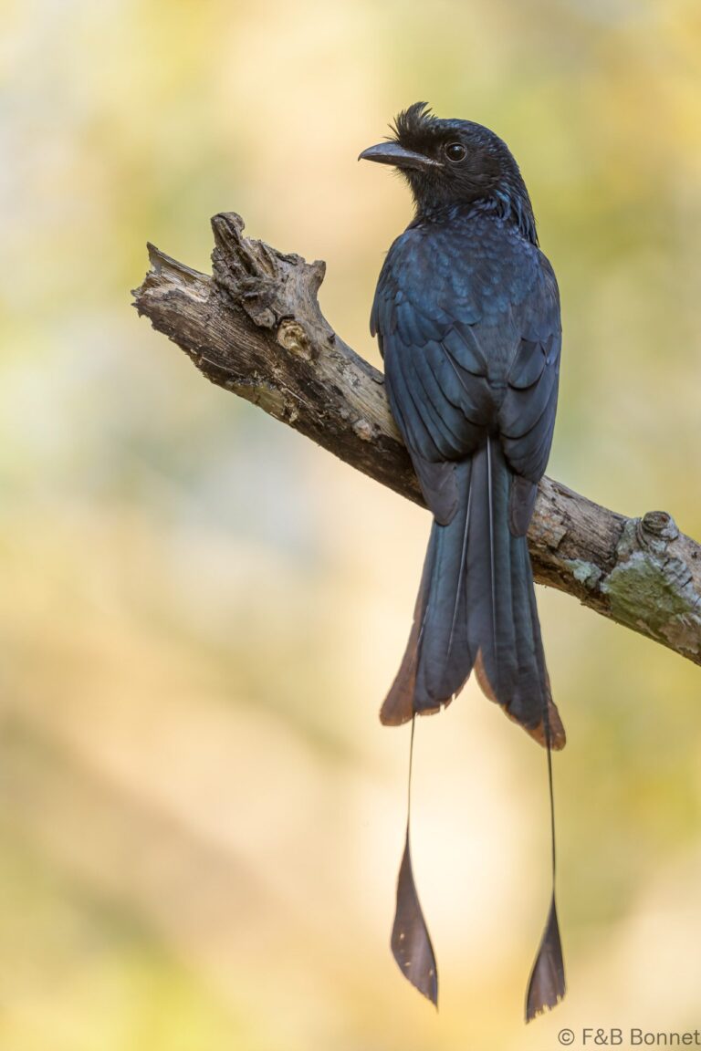 Greater Racquet Tailed Drongo Thailand 2