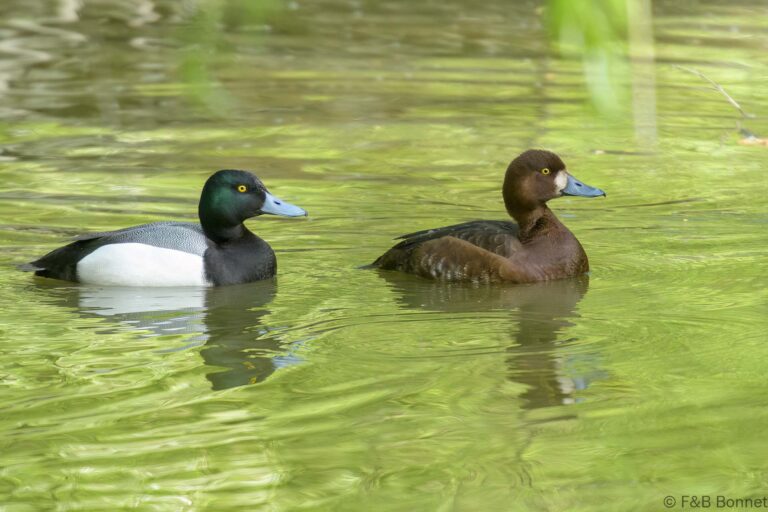 Greater Scaup_France-1