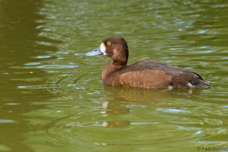 Greater Scaup_France-2