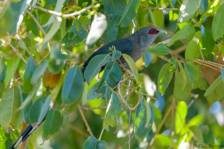 Green-billed Malkoha_Thailand-2