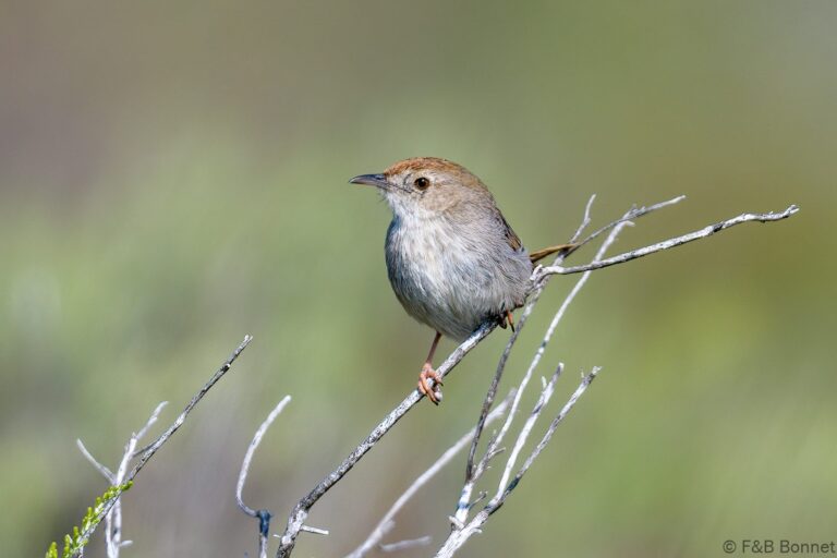 Grey-backed Cisticola_South Africa-1