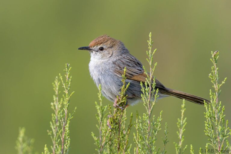 Grey-backed Cisticola_South Africa-2