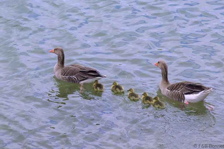 Greylag Goose_France-1