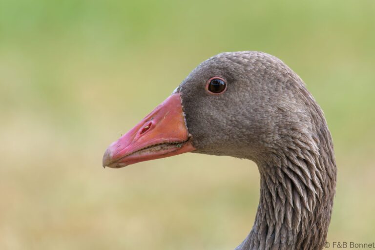 Greylag Goose_France-3