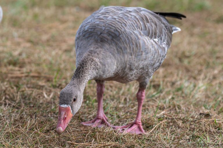 Greylag Goose_France-4
