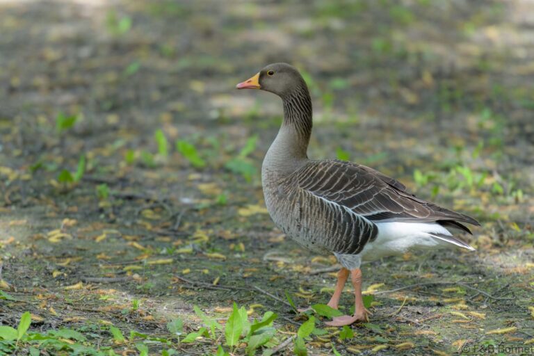 Greylag Goose_France-5