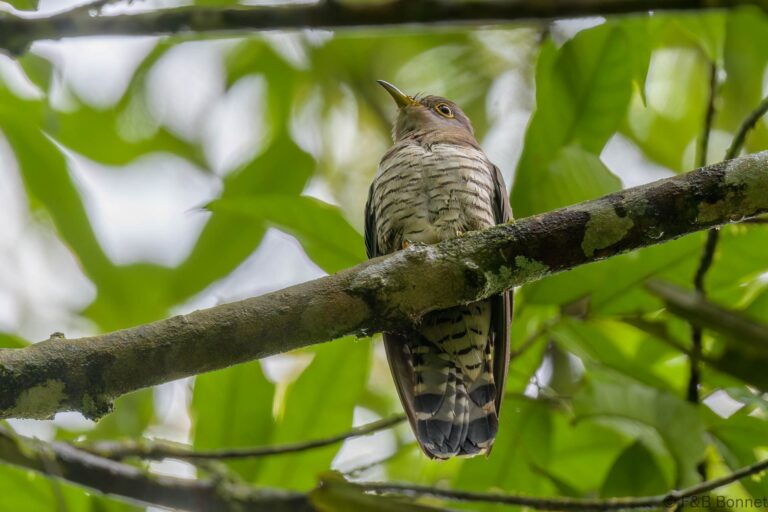 Indian Cuckoo_Thailand-2