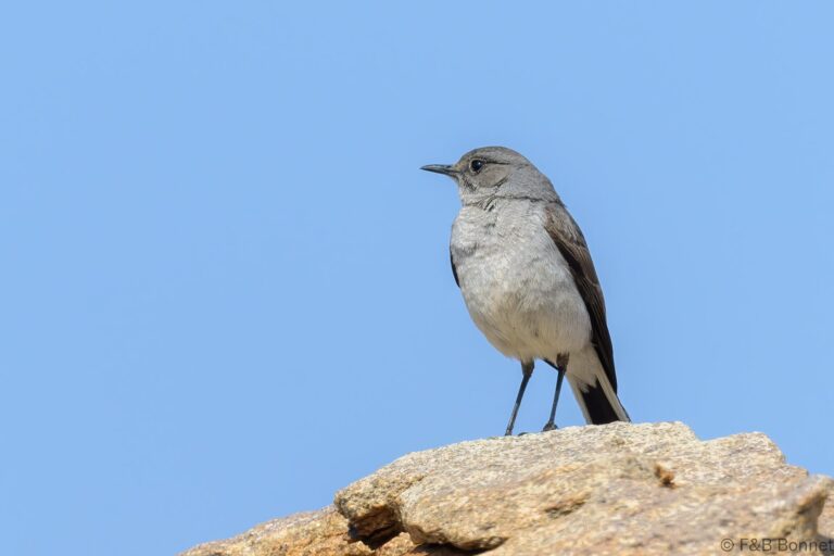 Karoo Chat_South Africa-3