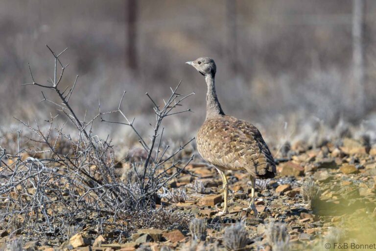 Karoo Korhaan_South Africa-3